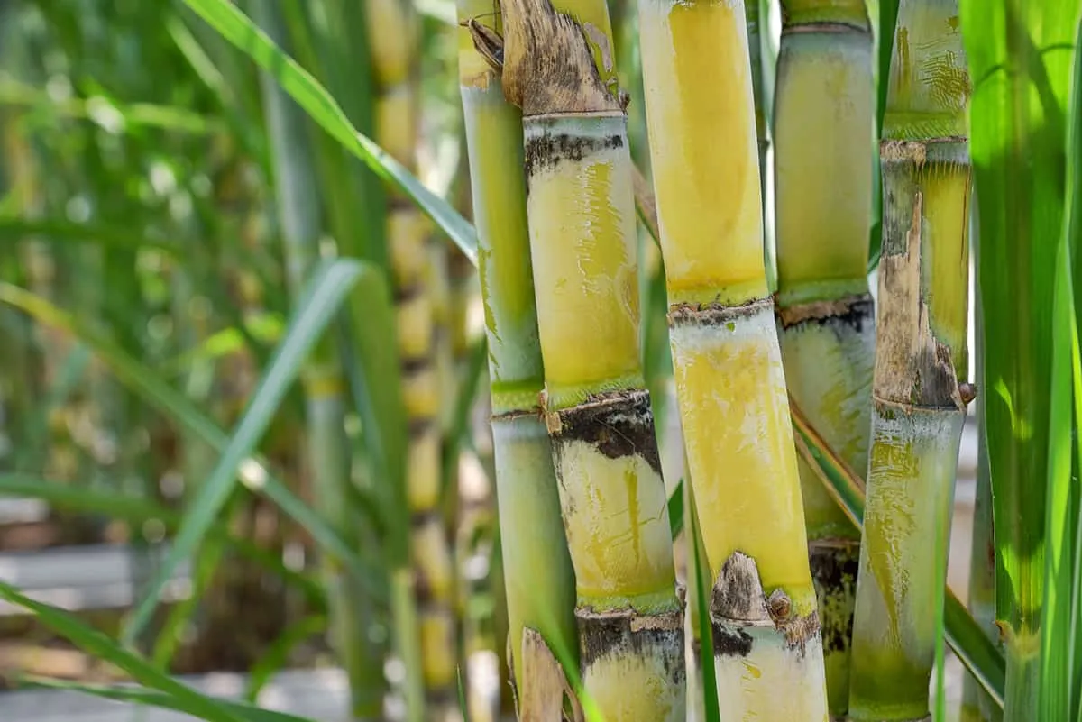 Sugar Industry