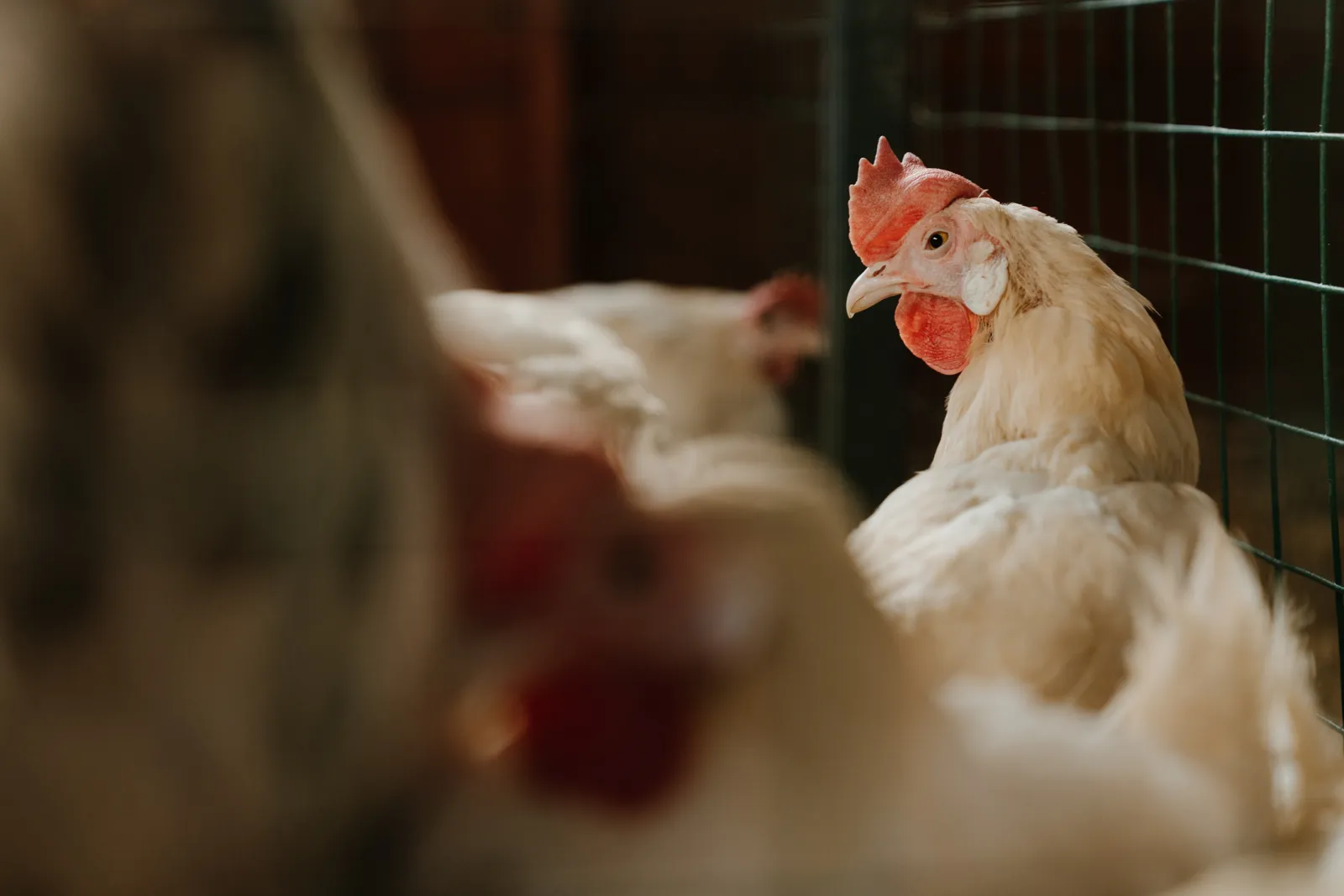 Feed Sector (Poultry and Livestock)